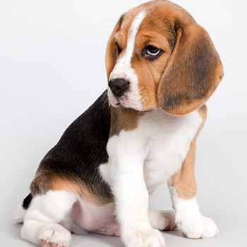 beagle cachorros cordoba