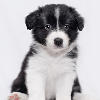 border collie cachorros cordoba