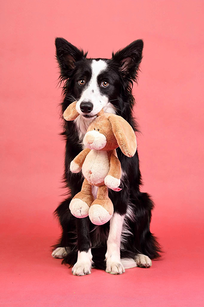 Border Collie Cordoba