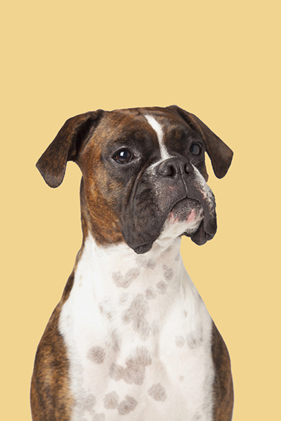 Boxer Cordoba