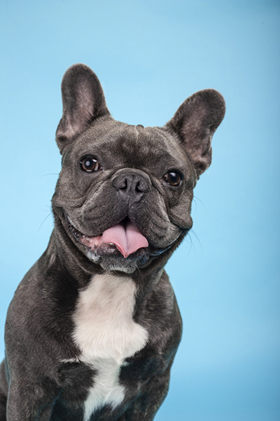 Bulldog Frances Cordoba