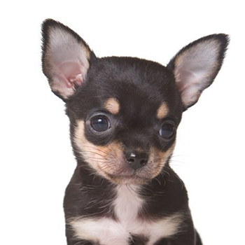 chihuahua cachorros cordoba