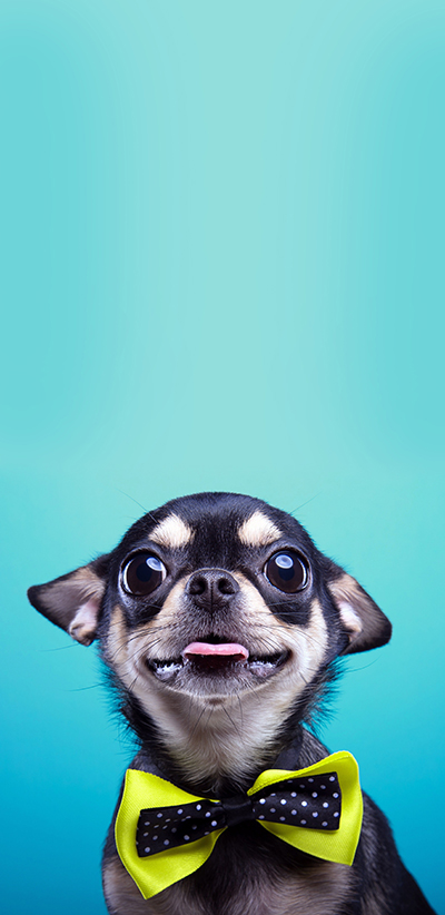 Chihuahua Cordoba