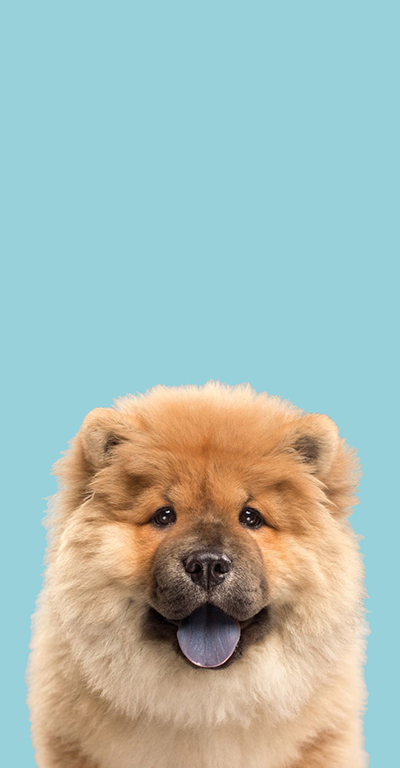 Chow Chow Cordoba