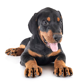 doberman cachorros cordoba