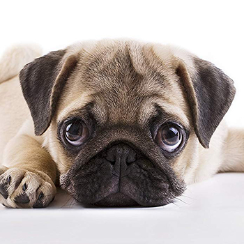 pug carlino cachorros cordoba
