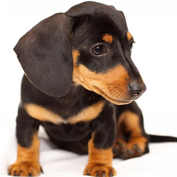 salchicha dachshund cachorros cordoba