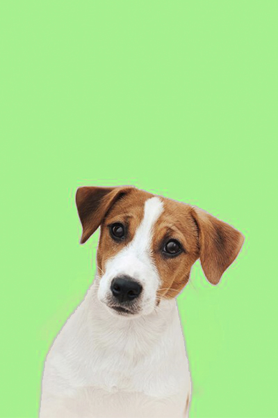 Jack Russell cordoba