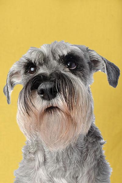 Schnauzer miniatura cordoba