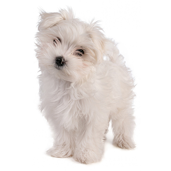 Maltes cachorros cordoba
