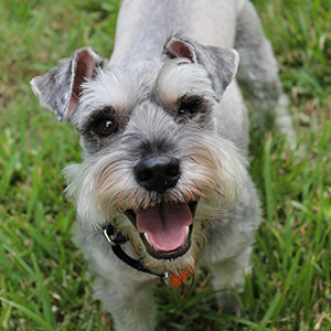 cachorro de raza en cordoba Schnauzer Miniatura
